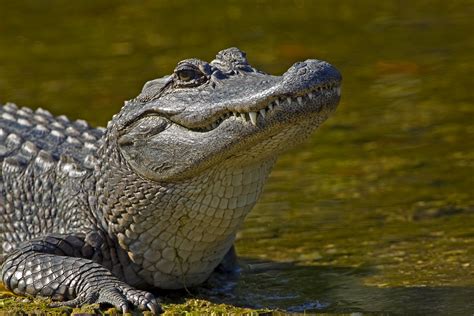 Detailed overview of American <b>Alligator</b> (PDF) Alligators resemble lizards, but grow much larger and have proportionally thicker bodies and tails. . Backpage alligator